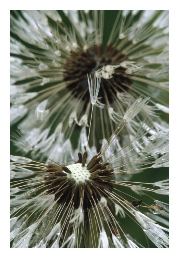 Dandelion Seed Head, North America-Paper Art-18X26