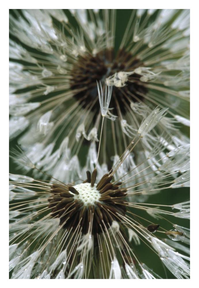 Dandelion Seed Head, North America-Paper Art-22X32