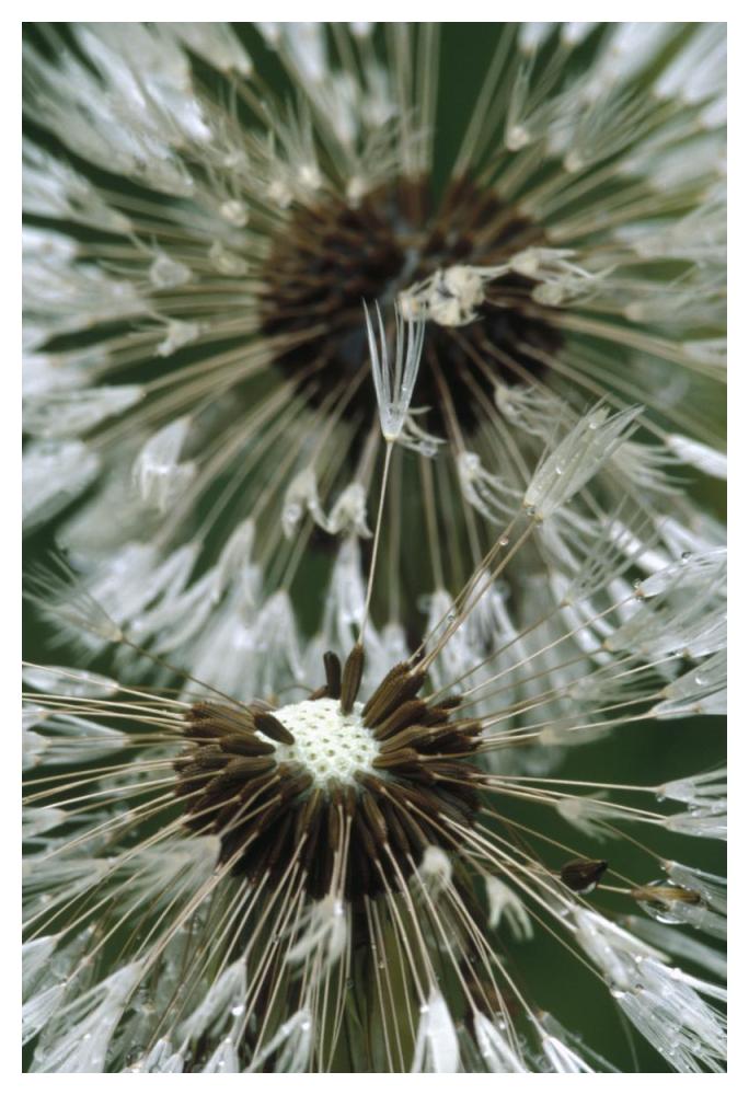 Dandelion Seed Head, North America-Paper Art-34X50