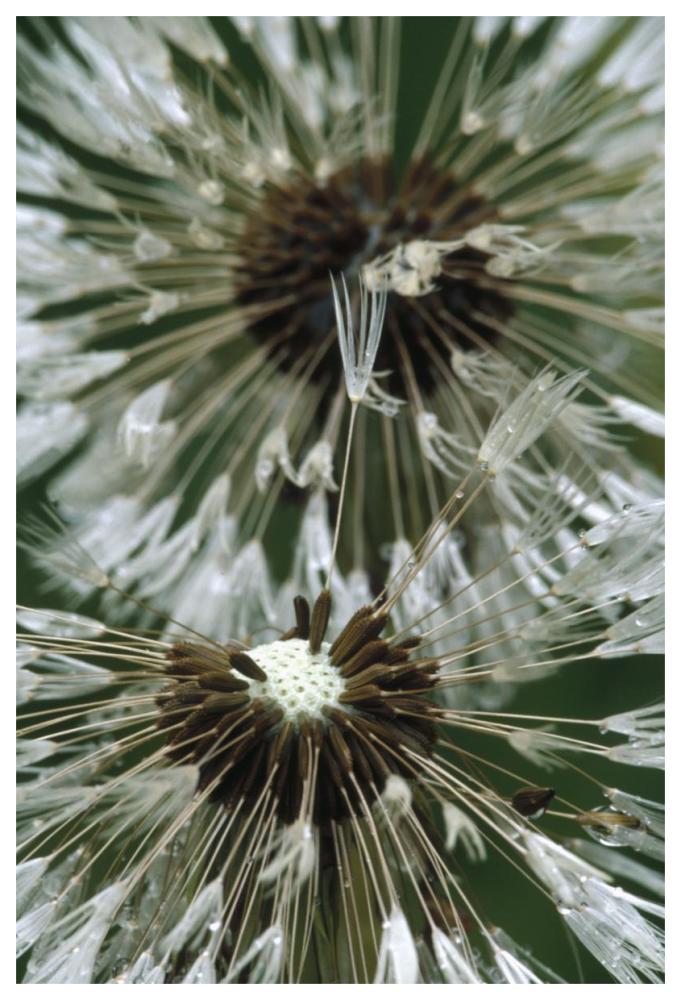 Dandelion Seed Head, North America-Paper Art-42X62