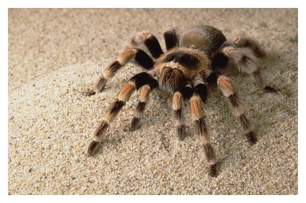 Mexican Red-Knee Tarantula Portrait, Mexico-Paper Art-20X14