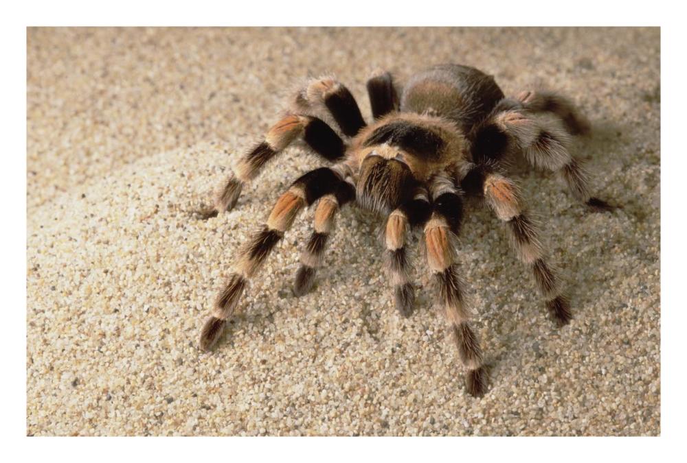Mexican Red-Knee Tarantula Portrait, Mexico-Paper Art-26X18