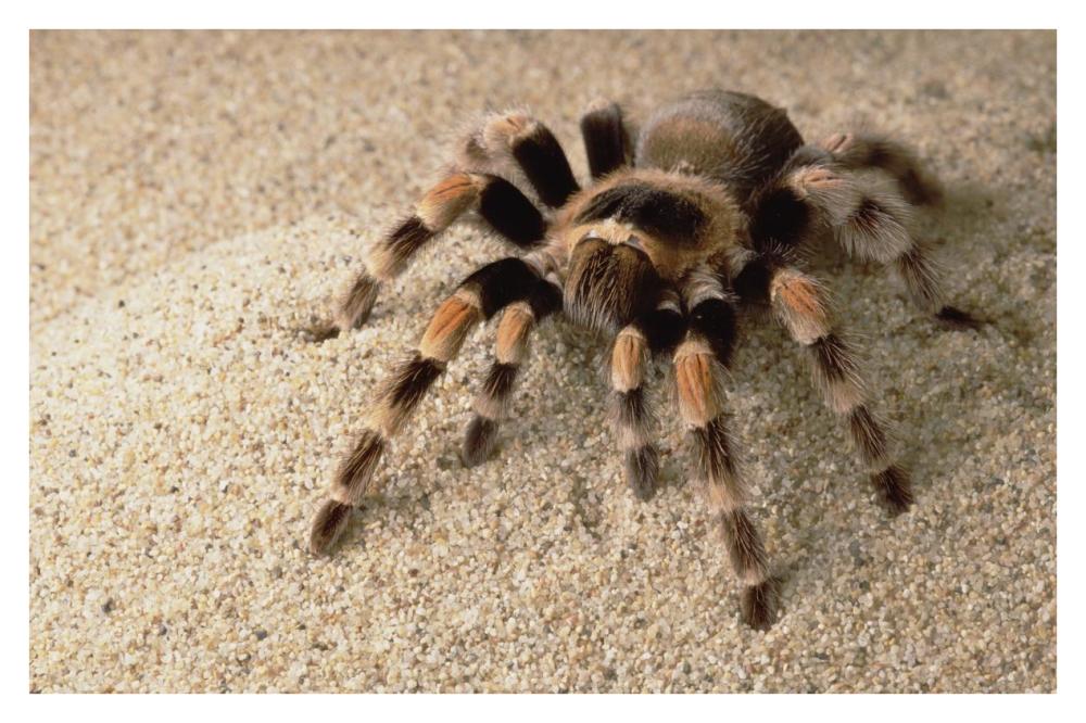 Mexican Red-Knee Tarantula Portrait, Mexico-Paper Art-38X26