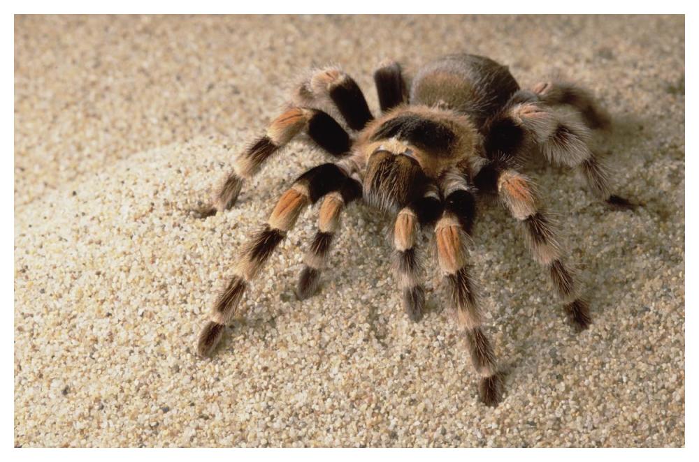 Mexican Red-Knee Tarantula Portrait, Mexico-Paper Art-50X34