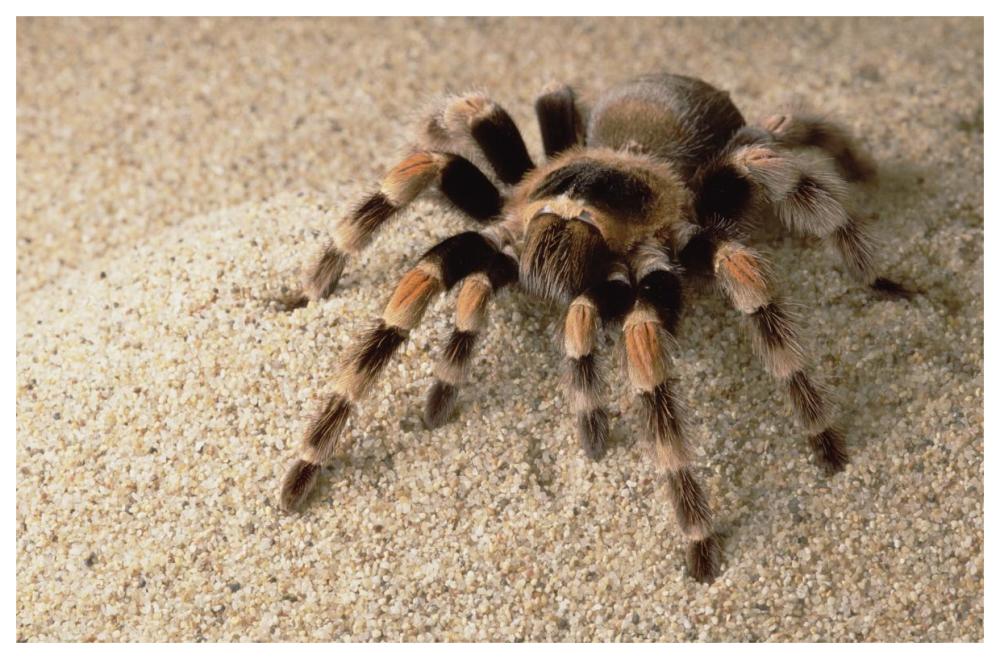 Mexican Red-Knee Tarantula Portrait, Mexico-Paper Art-62X42