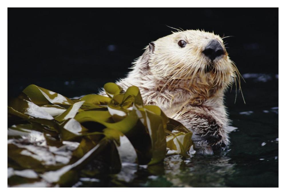 Sea Otter Portrait In Kelp, Pacific Coast, North America-Paper Art-20X14