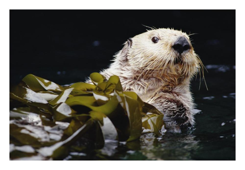 Sea Otter Portrait In Kelp, Pacific Coast, North America-Paper Art-26X18