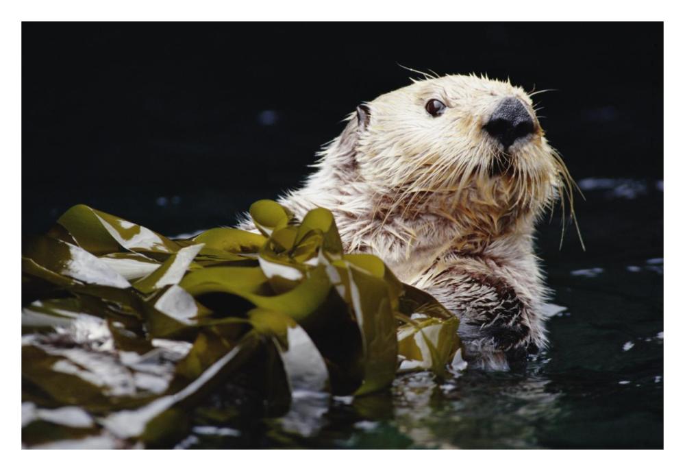 Sea Otter Portrait In Kelp, Pacific Coast, North America-Paper Art-32X22