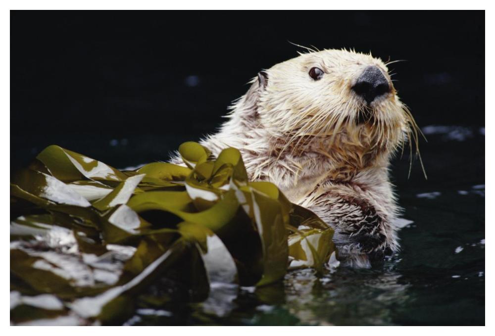 Sea Otter Portrait In Kelp, Pacific Coast, North America-Paper Art-50X34
