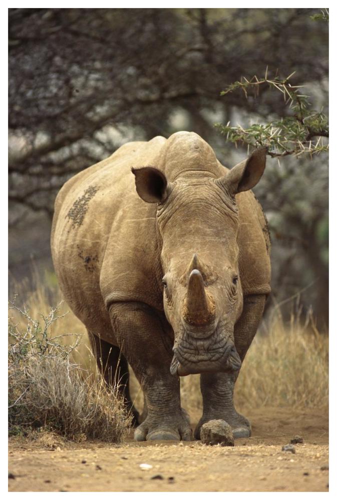 White Rhinoceros Female, Lewa Wildlife Conservancy, Kenya-Paper Art-42X62