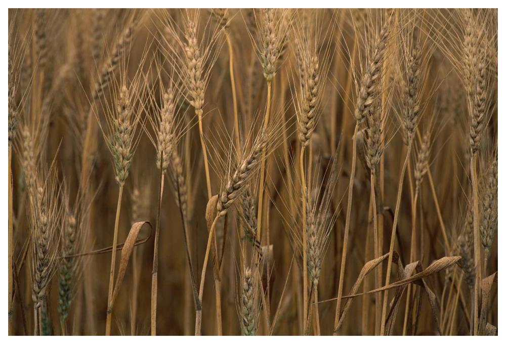 Commercial Hybrid Wheat Cultivated, Sauvie Island, Oregon-Paper Art-62X42