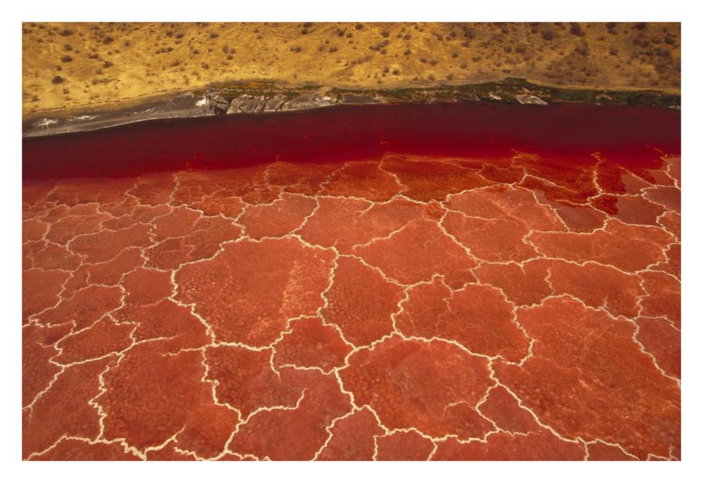 Soda Formations On The Surface Of Lake Natron, Tanzania, East Africa-Paper Art-32X22