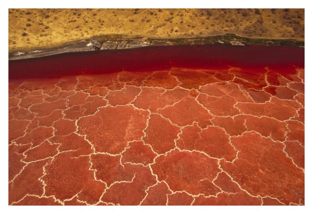 Soda Formations On The Surface Of Lake Natron, Tanzania, East Africa-Paper Art-38X26
