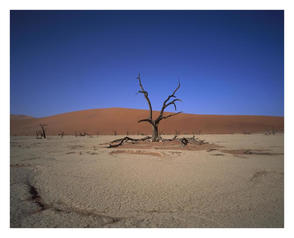 Camelthorn Snag On Desert Pan, Namib-Naukluft National Park, Namibia-Paper Art-30X24