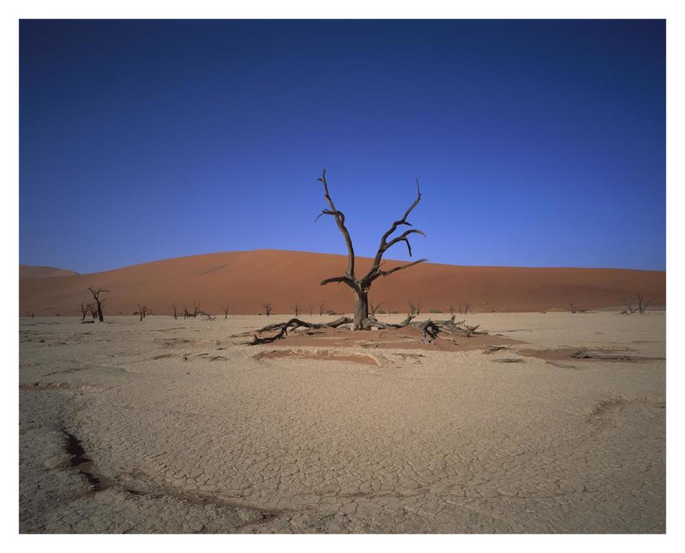 Camelthorn Snag On Desert Pan, Namib-Naukluft National Park, Namibia-Paper Art-37X30