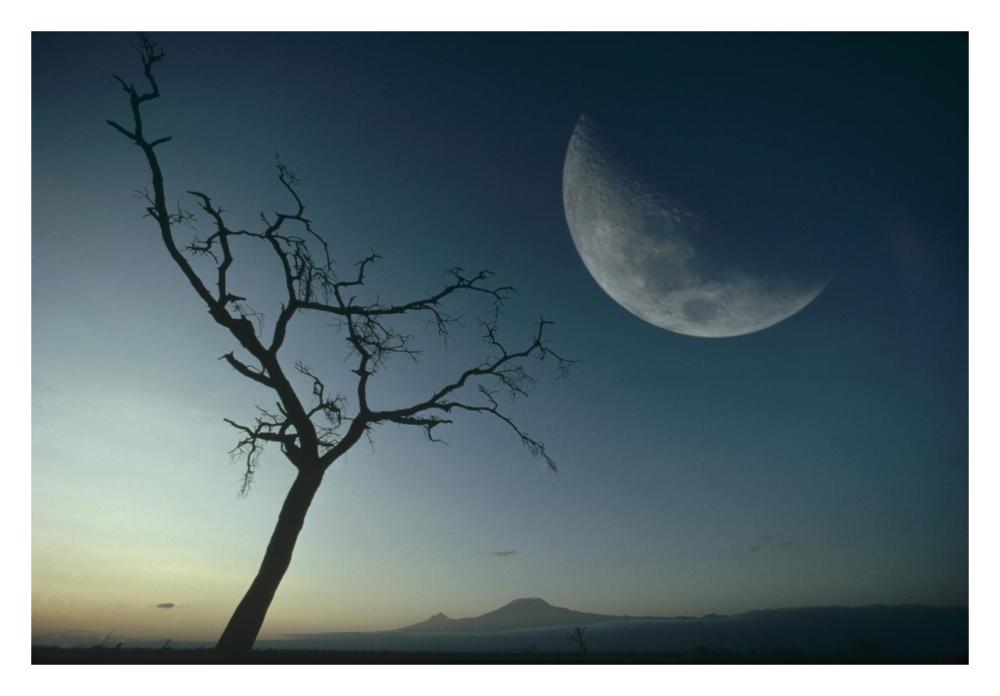 Whistling Thorn And Moon, Amboseli National Park, Kenya, East Africa-Paper Art-32X22