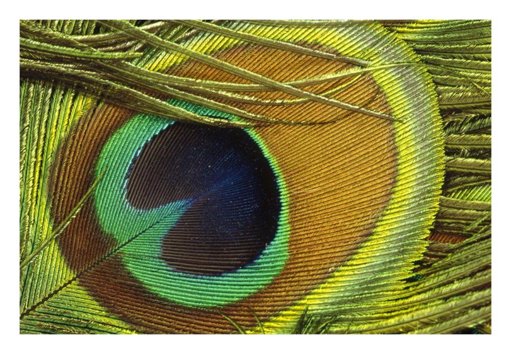 Indian Peafowl Male Display Feathers, Native To India And Southeast Asia-Paper Art-26X18