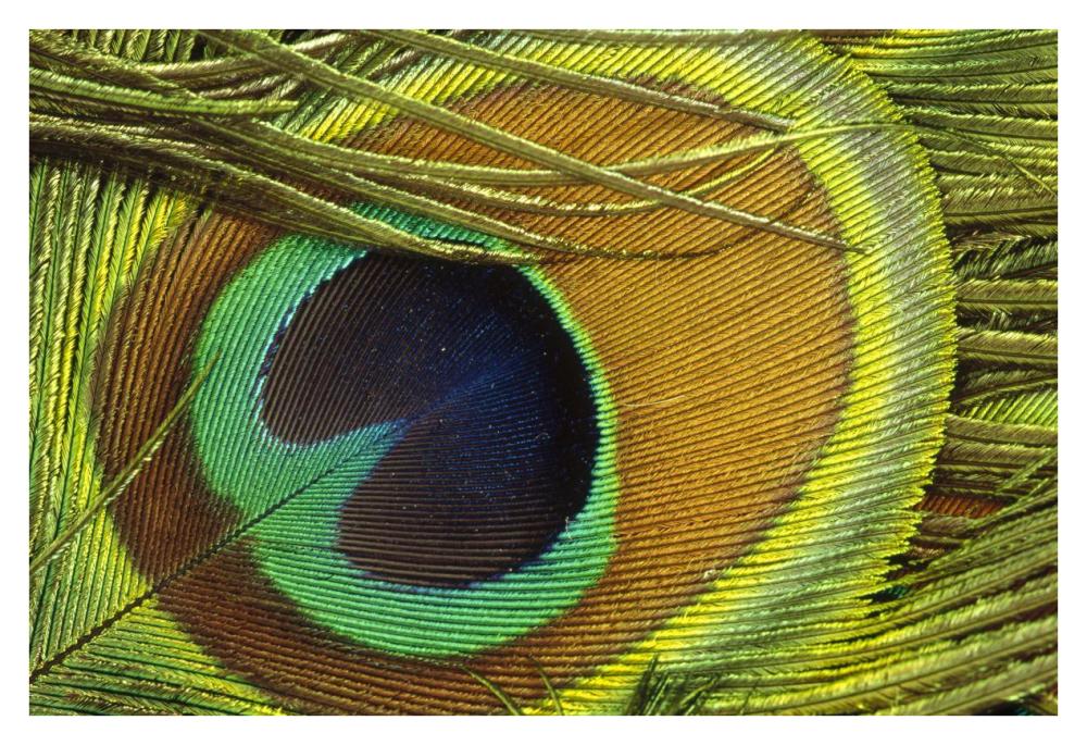 Indian Peafowl Male Display Feathers, Native To India And Southeast Asia-Paper Art-38X26