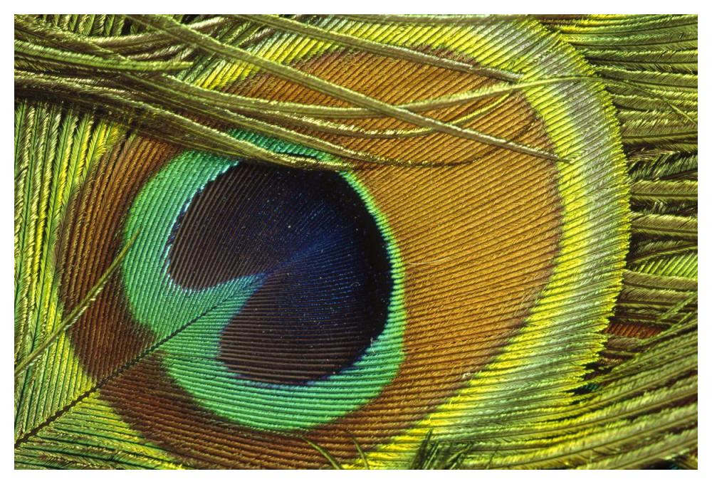 Indian Peafowl Male Display Feathers, Native To India And Southeast Asia-Paper Art-50X34