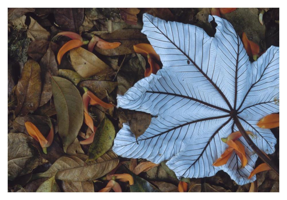 Cecropia Leaf Atop Lobster Claw Petals On Tropical Rainforest Floor, Mesoamerica-Paper Art-38X26