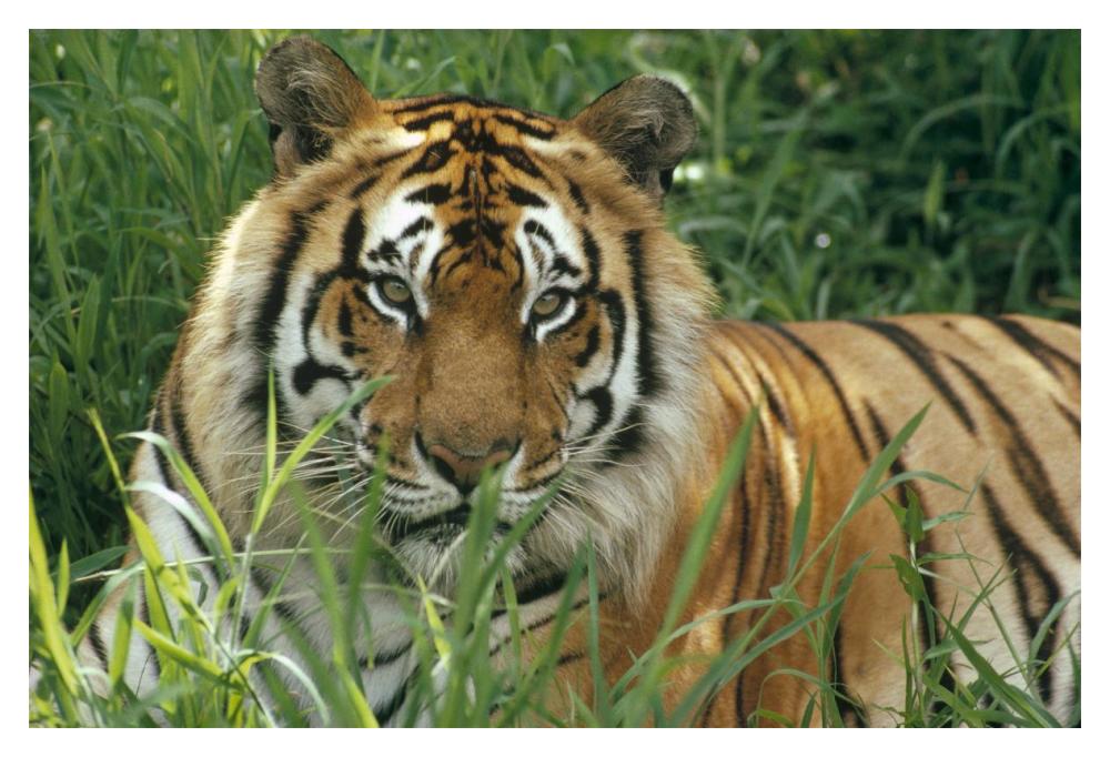 Bengal Tiger Portrait At The Hilo Zoo, Hawaii, Native To India And Southeast Asia-Paper Art-20X14