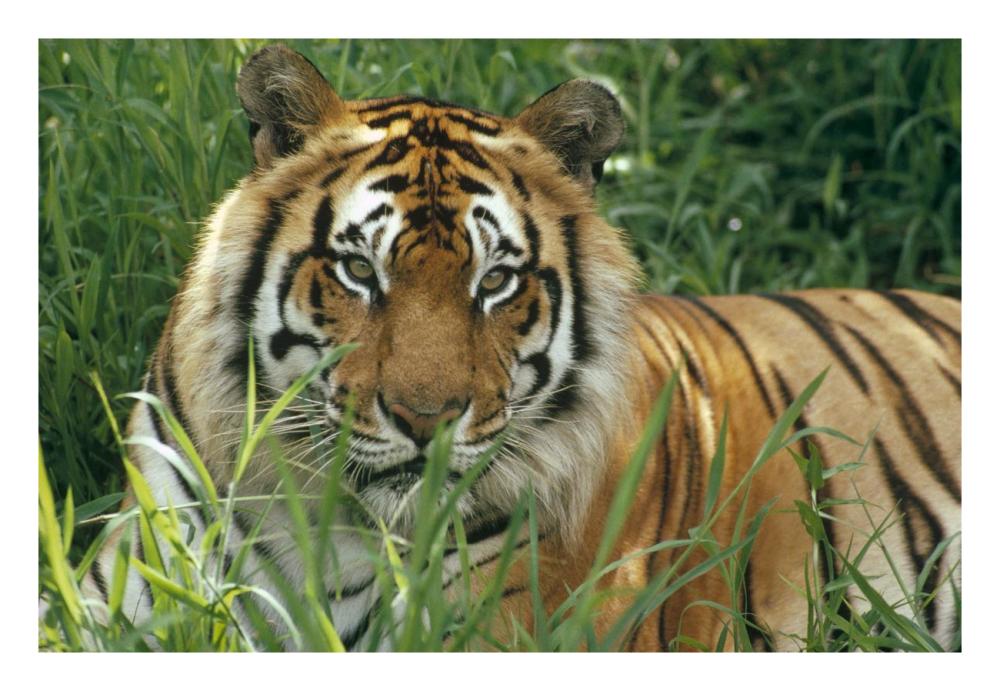 Bengal Tiger Portrait At The Hilo Zoo, Hawaii, Native To India And Southeast Asia-Paper Art-26X18