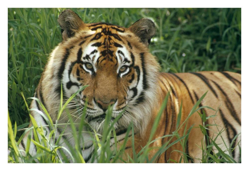 Bengal Tiger Portrait At The Hilo Zoo, Hawaii, Native To India And Southeast Asia-Paper Art-32X22