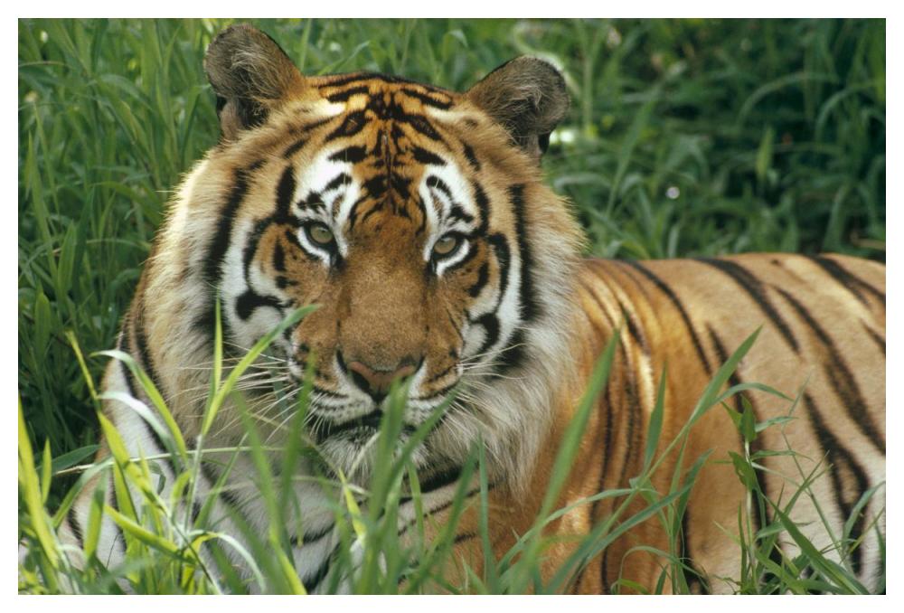 Bengal Tiger Portrait At The Hilo Zoo, Hawaii, Native To India And Southeast Asia-Paper Art-50X34