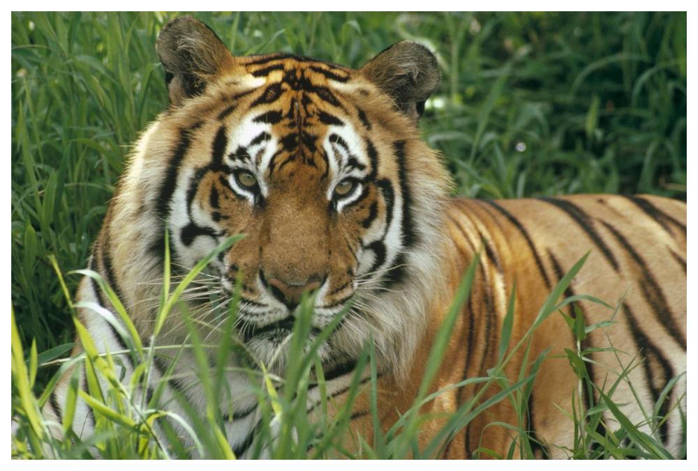 Bengal Tiger Portrait At The Hilo Zoo, Hawaii, Native To India And Southeast Asia-Paper Art-62X42