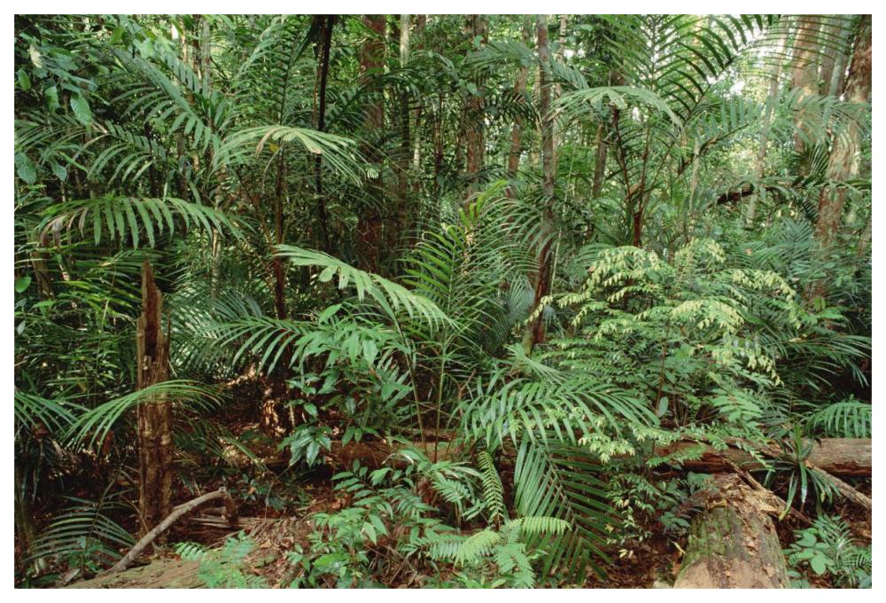 Mixed Lowland Dipterocarp Tropical Rainforest Interior, Taman Negara National Park, Malaysia-Paper Art-62X42