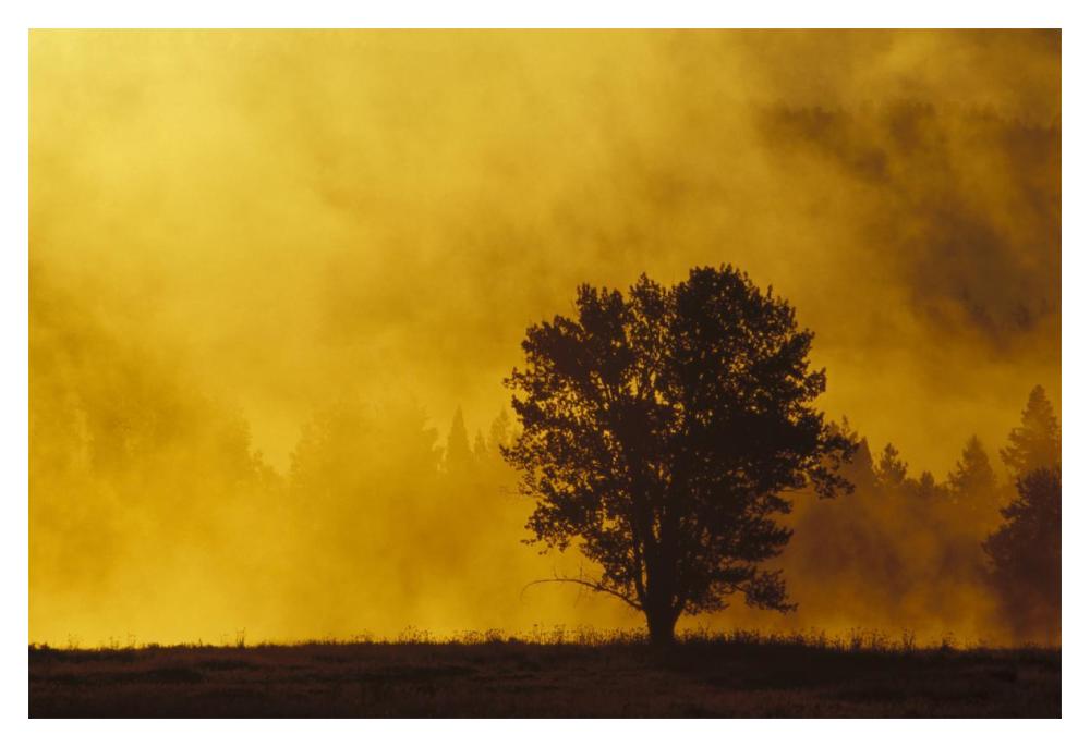 Sunrise Through Thermal Fog And Lone Tree, Near Snake River, Grand Teton National Park, Wyoming-Paper Art-20X14