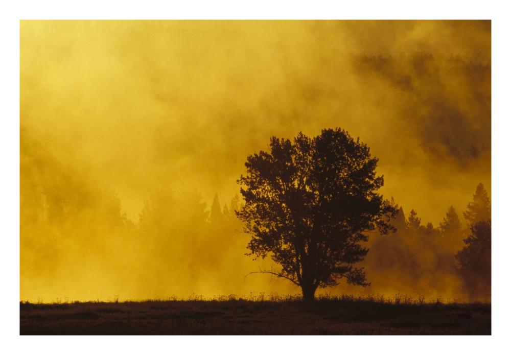 Sunrise Through Thermal Fog And Lone Tree, Near Snake River, Grand Teton National Park, Wyoming-Paper Art-26X18