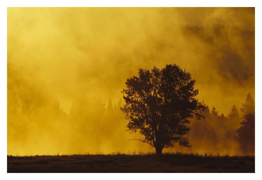 Sunrise Through Thermal Fog And Lone Tree, Near Snake River, Grand Teton National Park, Wyoming-Paper Art-38X26