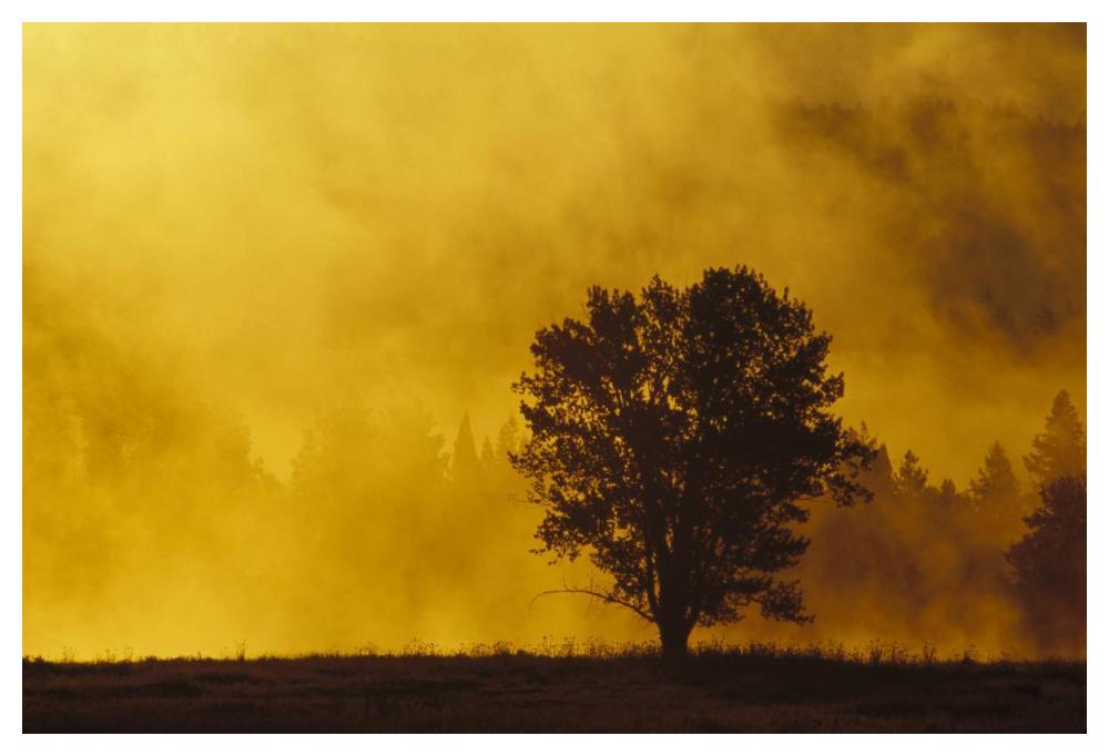 Sunrise Through Thermal Fog And Lone Tree, Near Snake River, Grand Teton National Park, Wyoming-Paper Art-50X34