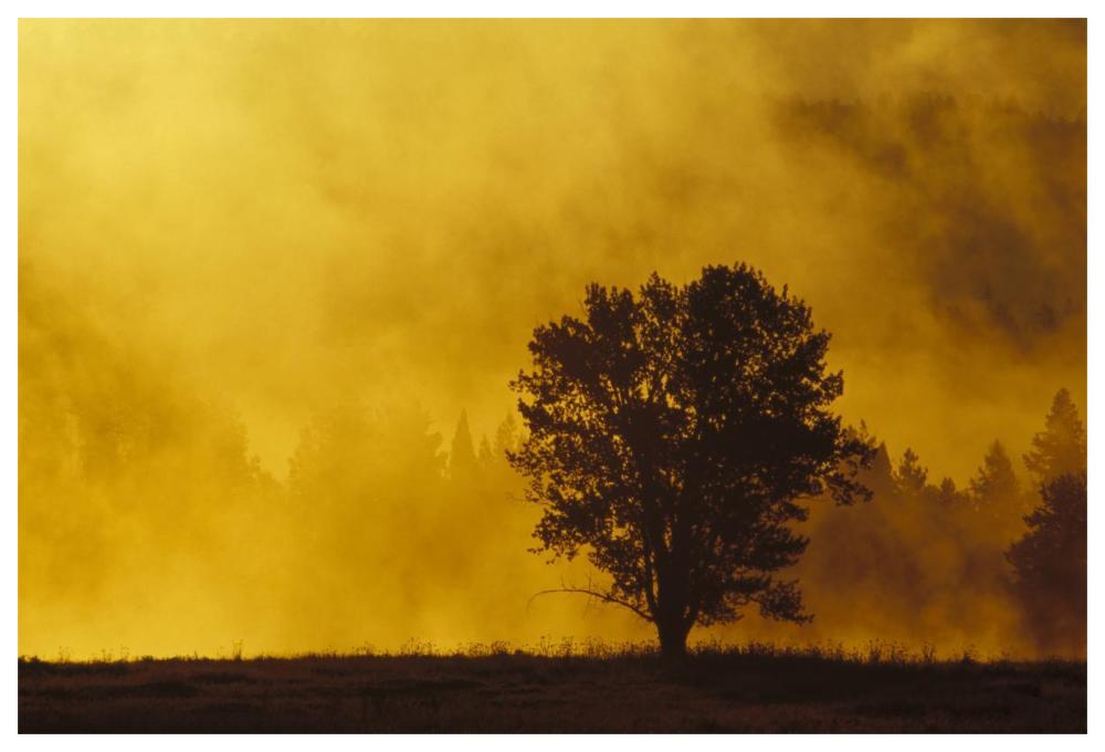 Sunrise Through Thermal Fog And Lone Tree, Near Snake River, Grand Teton National Park, Wyoming-Paper Art-62X42