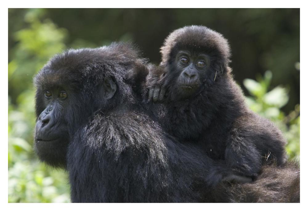 Mountain Gorilla Infant Riding On Mother'S Back, Parc National Des Volcans, Rwanda-Paper Art-20X14