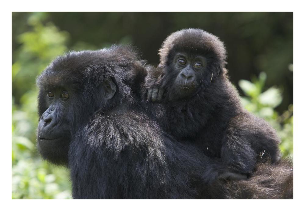 Mountain Gorilla Infant Riding On Mother'S Back, Parc National Des Volcans, Rwanda-Paper Art-26X18