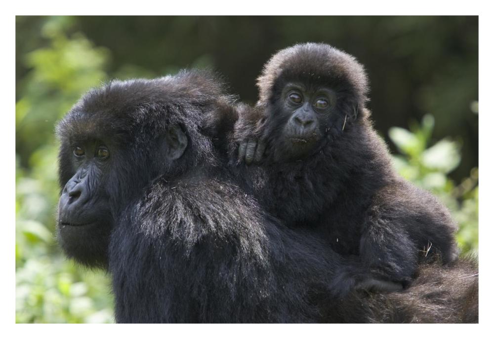 Mountain Gorilla Infant Riding On Mother'S Back, Parc National Des Volcans, Rwanda-Paper Art-32X22