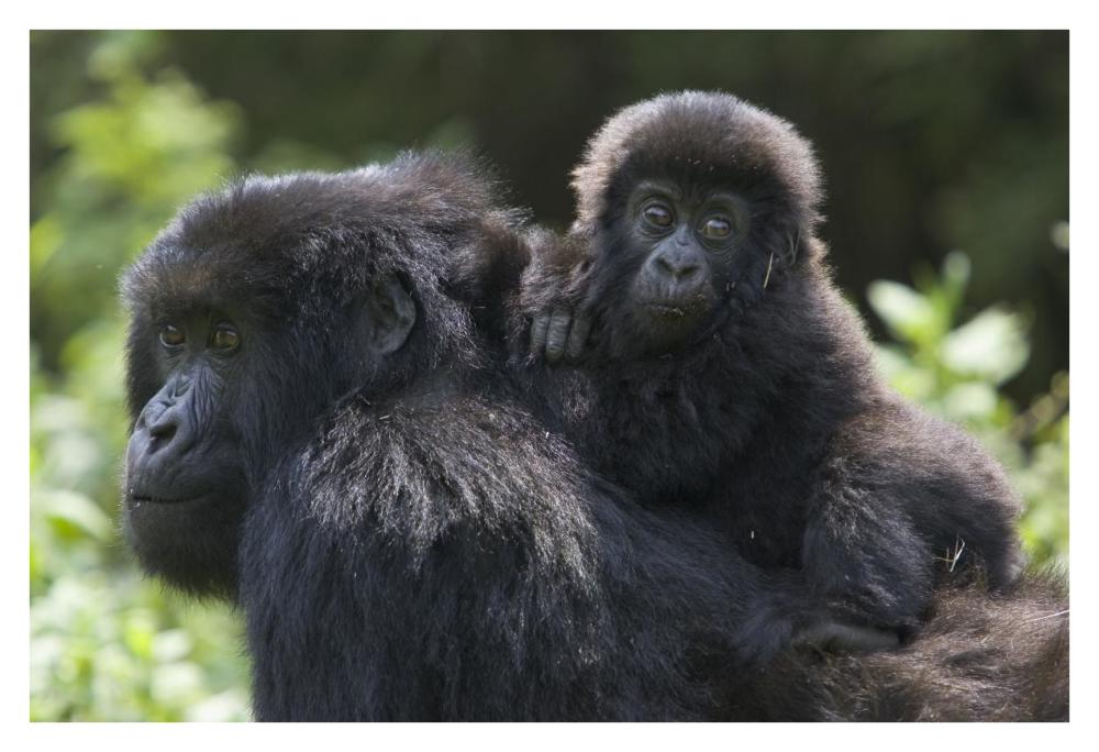 Mountain Gorilla Infant Riding On Mother'S Back, Parc National Des Volcans, Rwanda-Paper Art-38X26