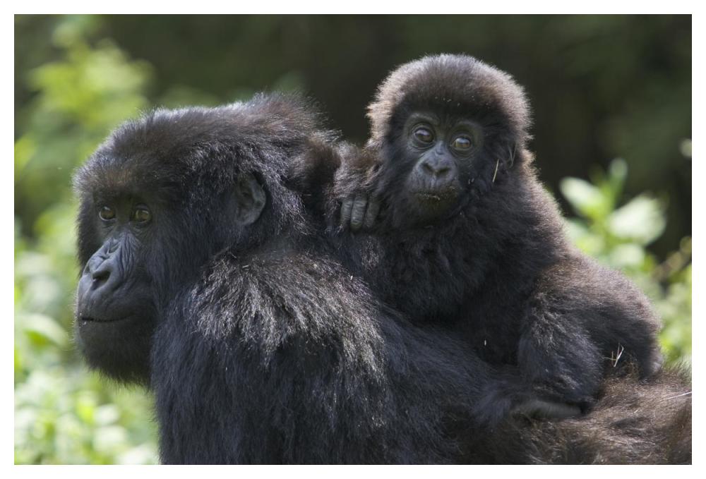 Mountain Gorilla Infant Riding On Mother'S Back, Parc National Des Volcans, Rwanda-Paper Art-50X34