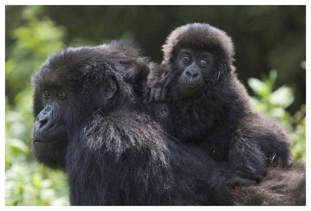 Mountain Gorilla Infant Riding On Mother'S Back, Parc National Des Volcans, Rwanda-Paper Art-62X42