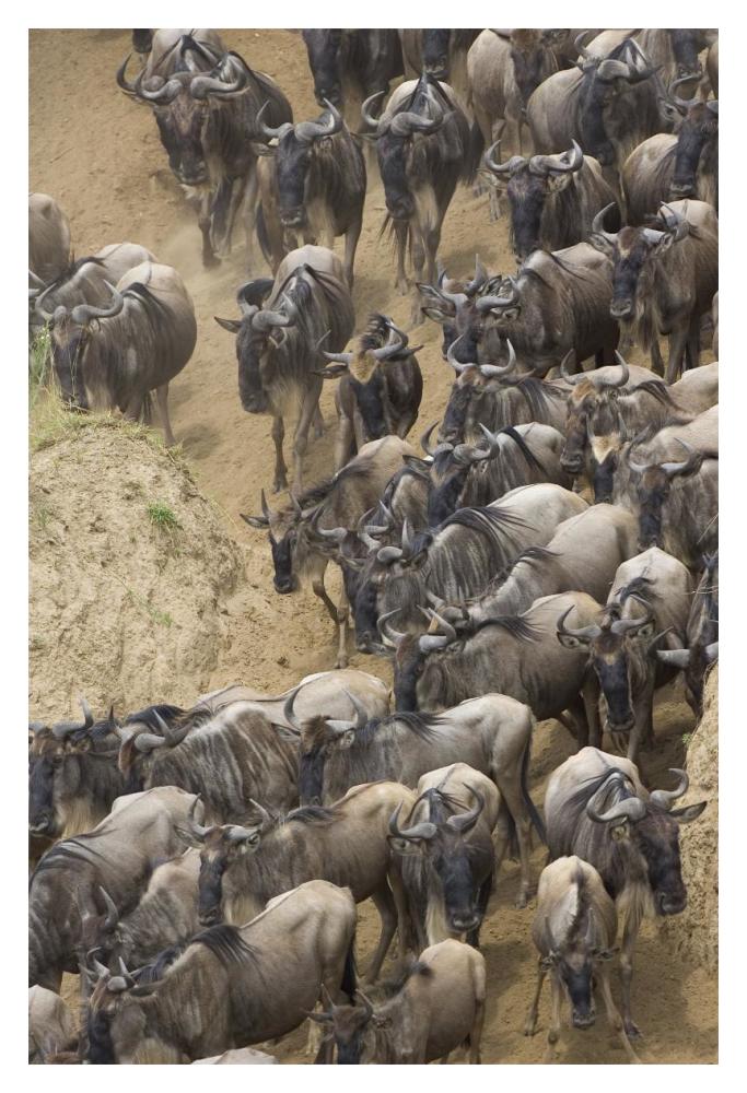 Blue Wildebeest Herd Approaching The Mara River, Masai Mara National Reserve, Kenya-Paper Art-14X20