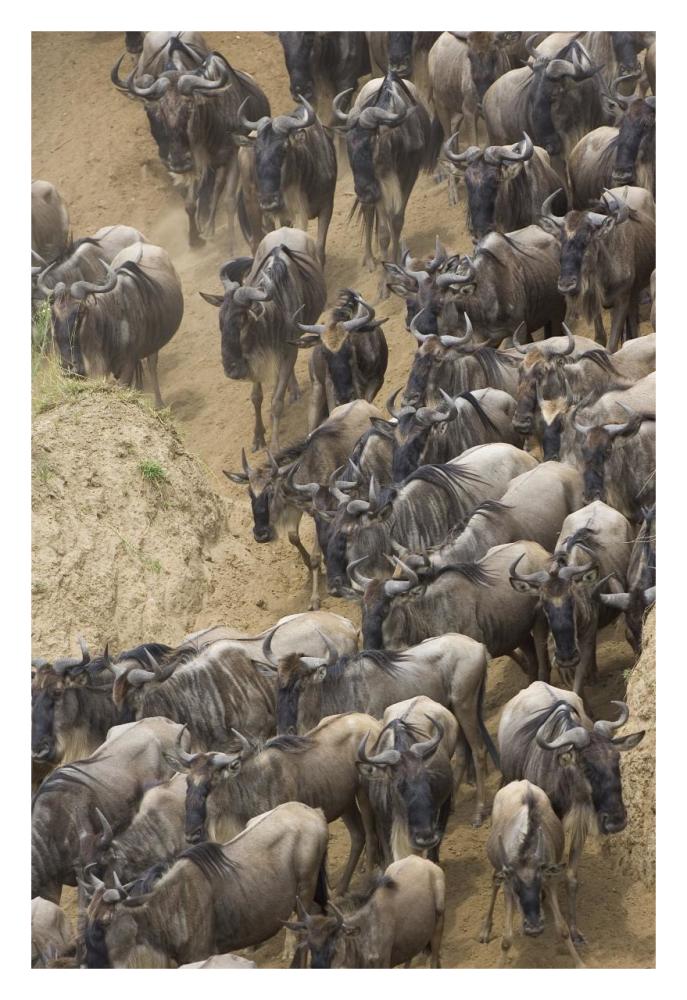 Blue Wildebeest Herd Approaching The Mara River, Masai Mara National Reserve, Kenya-Paper Art-22X32