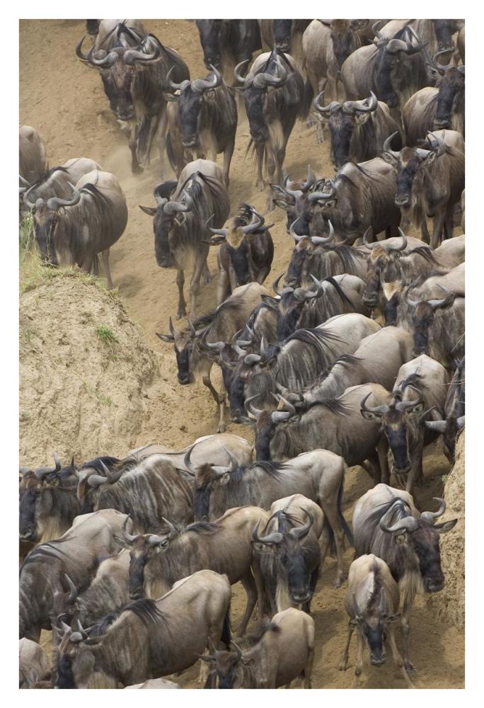 Blue Wildebeest Herd Approaching The Mara River, Masai Mara National Reserve, Kenya-Paper Art-26X38