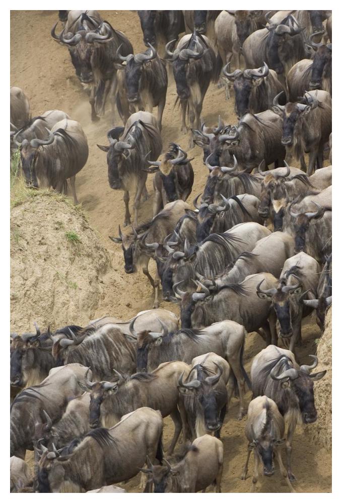 Blue Wildebeest Herd Approaching The Mara River, Masai Mara National Reserve, Kenya-Paper Art-34X50