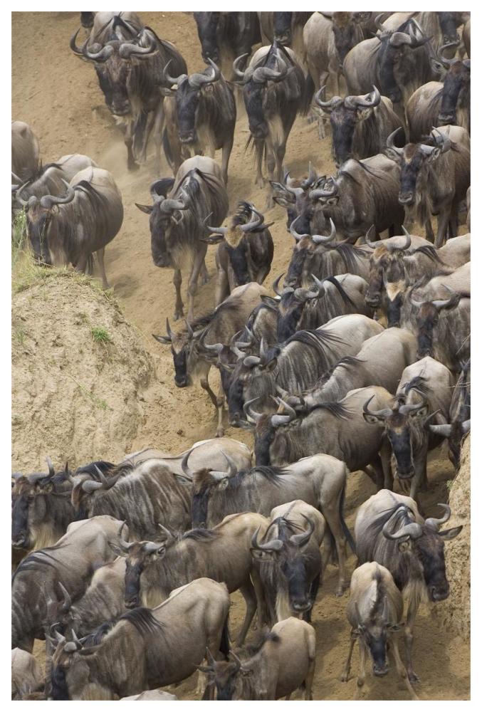 Blue Wildebeest Herd Approaching The Mara River, Masai Mara National Reserve, Kenya-Paper Art-42X62