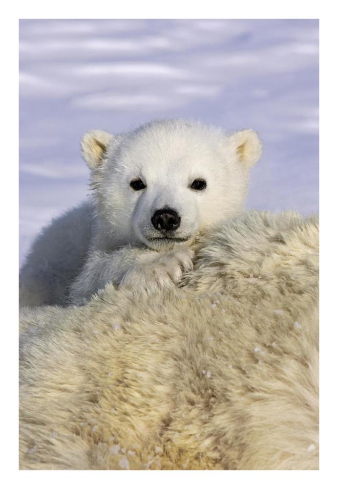 Polar Bear Cub Peeking Over Mother'S Body, Wapusk National Park, Manitoba, Canada-Paper Art-18X26