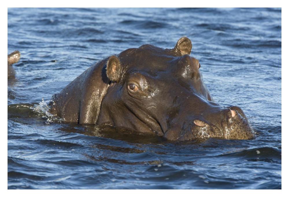 Hippopotamus, Northern Botswana-Paper Art-20X14