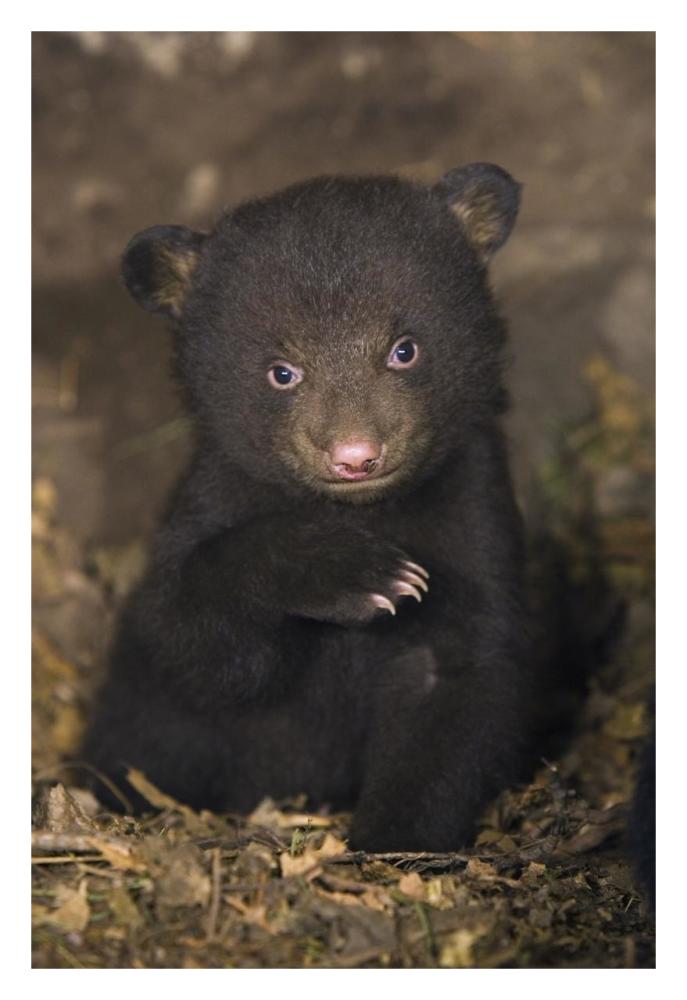Black Bear 7 Week Old Cub In Den-Paper Art-22X32