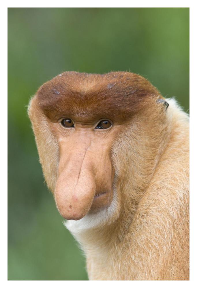 Proboscis Monkey Male, Sabah, Malaysia-Paper Art-14X20